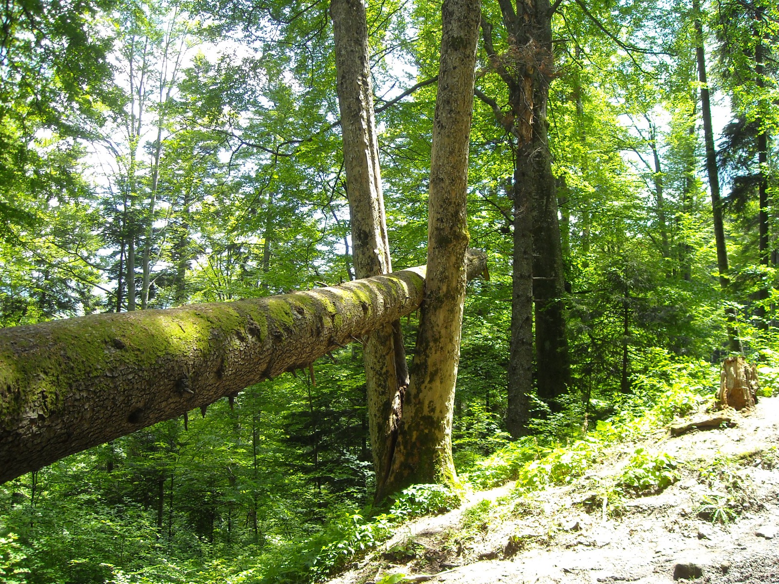Poteca spre cascadă, prin pădure, cu un trunchi căzut de-a curmezișul
