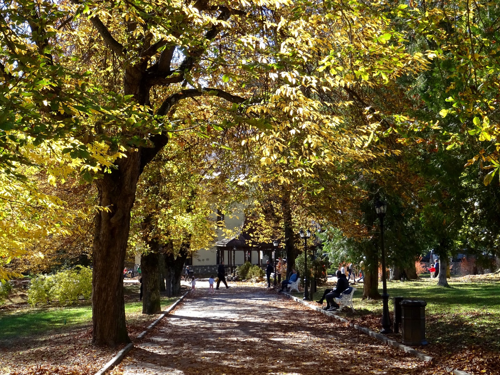 Eine Parkallee im Herbst unter gelb werdenden Kastanien, mit Bänken und Laternen
